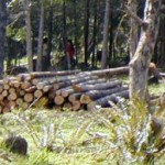 The log deck...