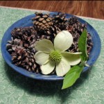 mikahdogwood