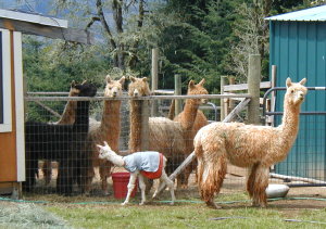 babyalpaca
