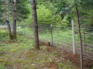 fencing1