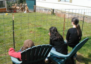 watchbabyalpaca