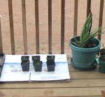 aloemicrogreens1 Aloe Vera and Microgreens