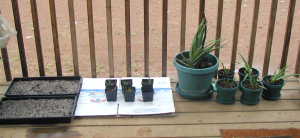 aloemicrogreens1 Aloe Vera and Microgreens
