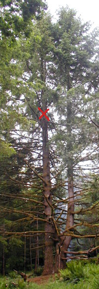 bigtree2008x Big Tree Climbing...