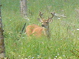 buck1 Buck