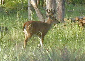 buck2 Buck