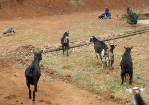 goatrunningtopeacocks Goats Running to Peacocks