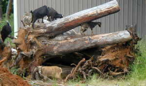goatsclimbingmadronelogs Goats climbing on madrone logs