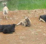Adjusting to Our Goat Family