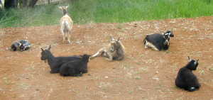 goatsondeck Goats on the pad