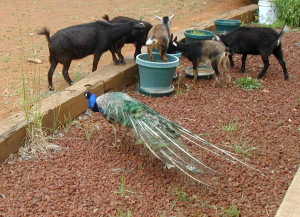 goatspeacocks2 Goats and Peacock