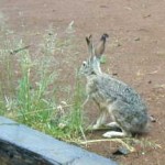 jackrabbit Jack Rabbit