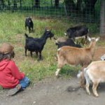 We Got Our Goats!