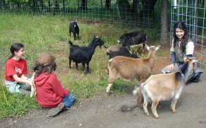 Our New Goats!