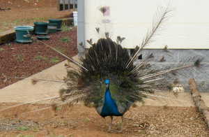 peacockdisplay Peacock display
