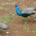 peacocks1 Peacocks 1