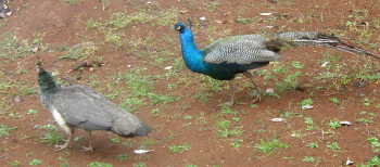 peacocks1 Peacocks 1