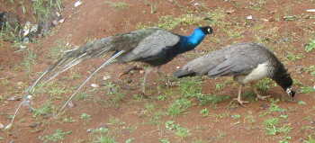 peacocks2 Peacocks 2