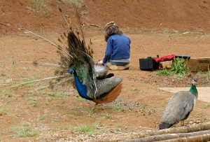 peacocksmikah Peacock by Mikah