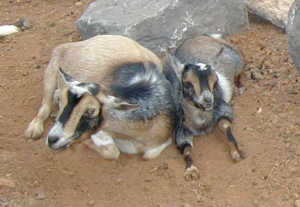 sallyrainbow Rainbow with her mom Sally