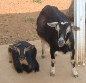 sweetiepatches Sweetie with her mom Patches