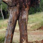 Madrone Tripod