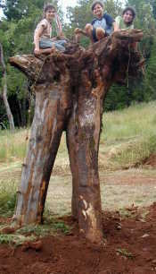 tripodmadrone Madrone Tripod