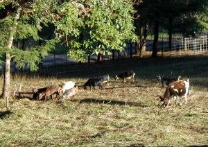 goats-cow-pasture goats-cow-pasture