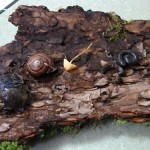 creepy-crawlies creepy-crawlies