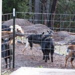 hungry-goats hungry-goats