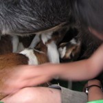 nubian-babies-milking nubian-babies-milking