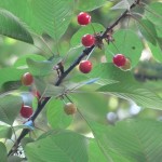 Ripening berries up in the branches of the choke cherry tree.