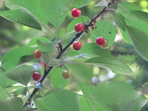 Ripening berries up in the branches of the choke cherry tree.