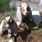Daisy and Buttercup lounging in their new pasture