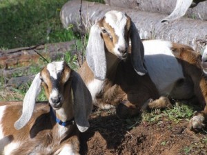 Daisy and Buttercup lounging in their new pasture