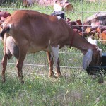 In the pasture, many of the goats are gorging on kelp!