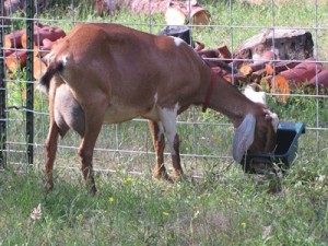In the pasture, many of the goats are gorging on kelp!