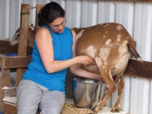 Trying to get under her to milk; she's wanting to sit down on the job.