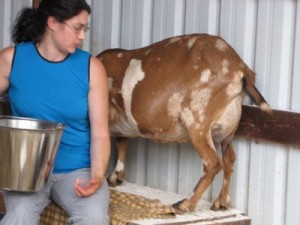 Okay, I'm tired, taking a rest from having to hold her up while milking...