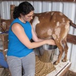 paisley-milking All's well... for the moment...