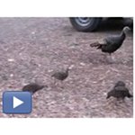 Wild Turkey Hens and Chicks in the Barn