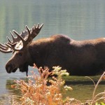 IMG_6183 Bull Moose at Upper Two Medicine Lake