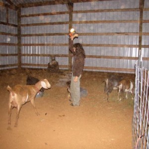 The goats were spooked by their new home (pretty bare until we lay down bedding)