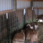 hay-rack hay-rack
