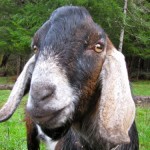 HomeKeeper’s Journal ~ February 2, 2010