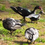 all-ducks all-ducks