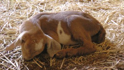 buckling-sleeping