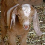 doeling doeling