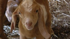doeling2