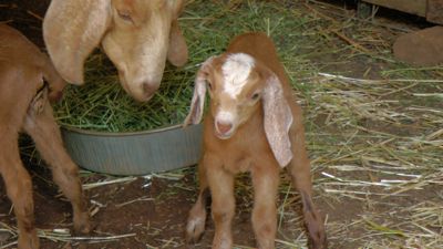 doeling4